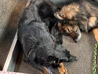 Gitan und Shani